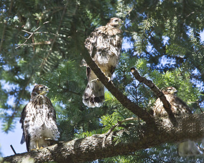 Coopers hawk fledgling trio.jpg