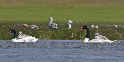 Black necked swans upland geese.jpg