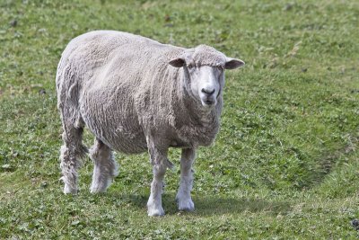 Falkland sheep.jpg