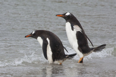Gentoo duo about to enter sea.jpg