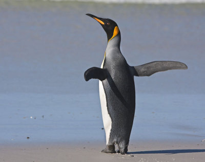 King penguin flapping by sea.jpg