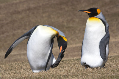 King penguin scratching.jpg