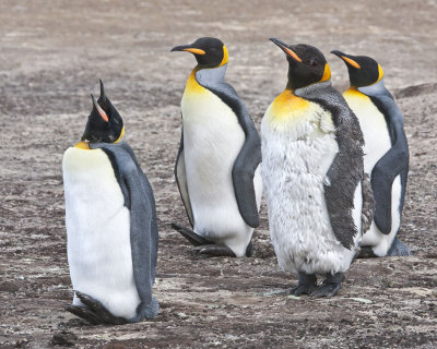 King penguin molting.jpg