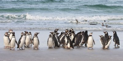 Magellanic Penguins on beach.jpg