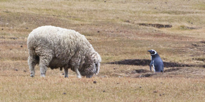 Sheep  near Magelanic.jpg