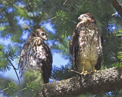 Coopers Hawk fledglings.jpg