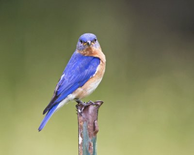 Bluebird staring.jpg