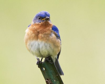 Bluebird on post.jpg