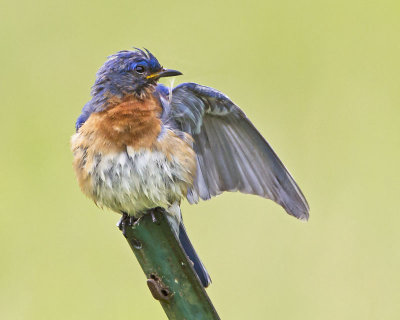 Bluebird preens after bathing.jpg