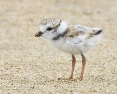 Piping Plover baby poses.jpg