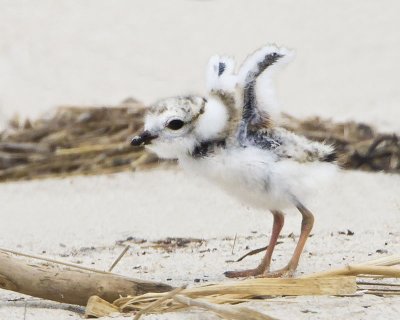 Piping Plover baby stretches.jpg