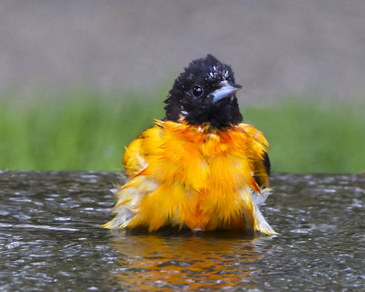 Oriole bathing 2.jpg