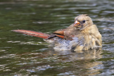 Cardinal juvenile bathing.jpg