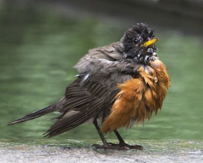 Robin after a bath.jpg