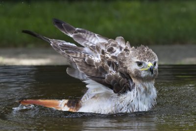 Red-tailed Hawk bathing.jpg