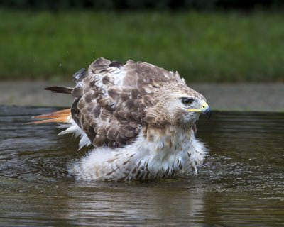 Re-tailed Hawk bathing2.jpg
