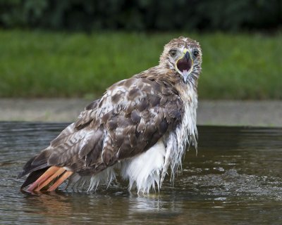 Red-tail Hawk opening mouth after bathing.jpg