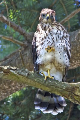 Coopers Hawk juvenile staring_MG_2570.jpg