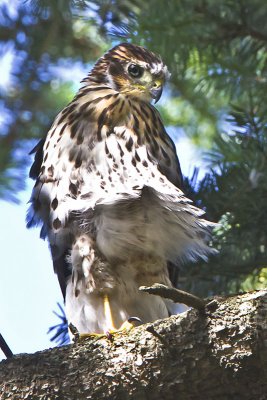 Coopers hawk juvenile.jpg