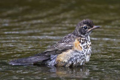 Robin juvenile bathing.jpg