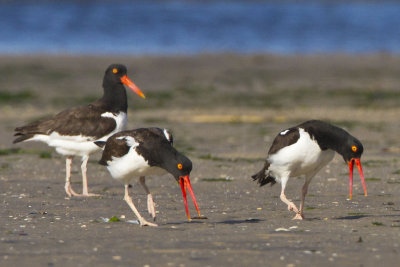 Oystercatchers displaying 2_IMG_0743.jpg