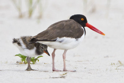 Oystercatcher with bab behind_IMG_1535.jpg