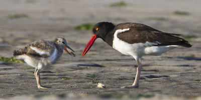 Oystercatcher feeds young.jpg