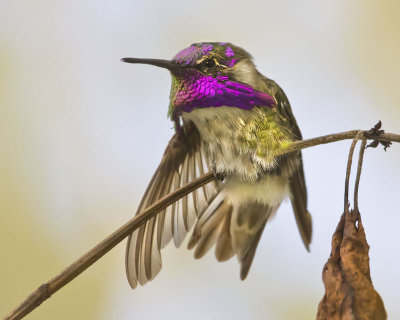 Costas Hummingbird stretching.jpg