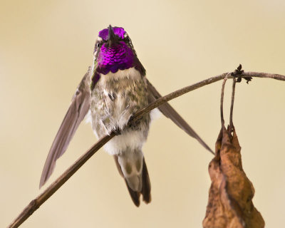 Costas Hummingbird stretching 2.jpg