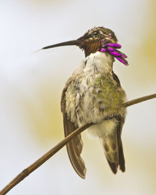 Costas Hummers tongue out.jpg