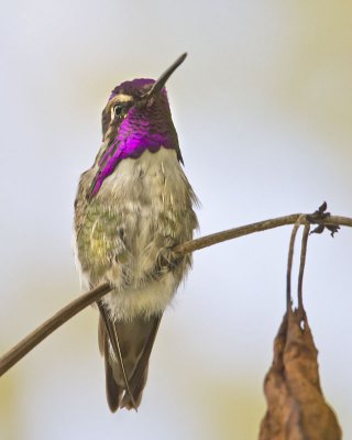Costas Hummingbird.jpg