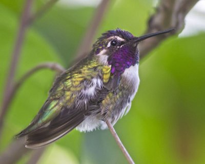 Costas Hummingbird in green.jpg