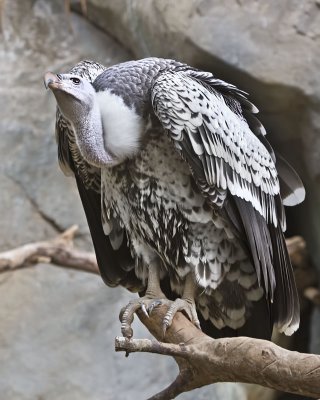 Griffon Vulture.jpg