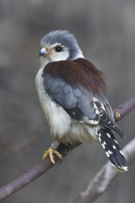 African Pygmy Falcon male.jpg