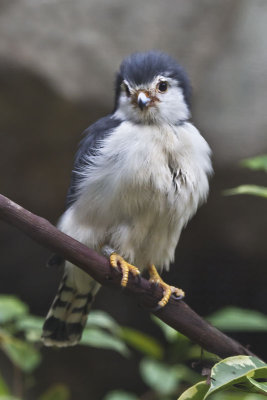 African Pygmy Falcon female.jpg