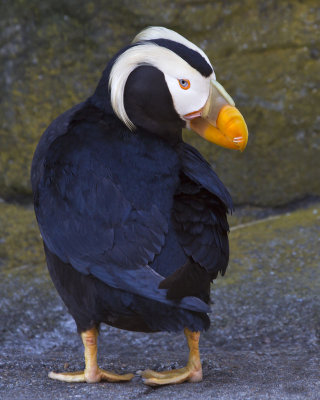 Tufted Puffin.jpg
