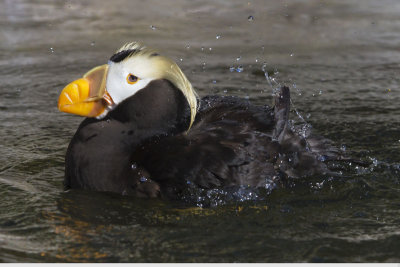 Tufted Puffin bathing.jpg