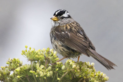 White-crowned Sparrow juvenile.jpg