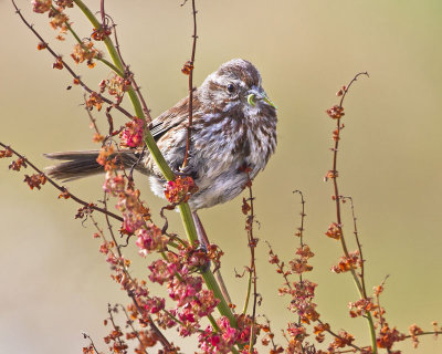 Song Sparrow with caterpillar.jpg