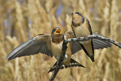 Barn Swallow babies and dragonfly.jpg