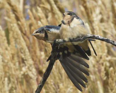 Barn Swallow baby stretching_.jpg