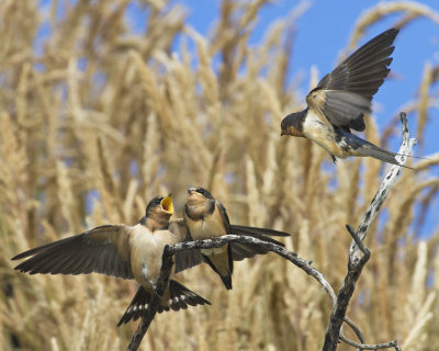 Barn Swallow flying towards babies.jpg