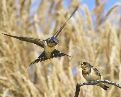 Barn Swallow feeding  baby.jpg