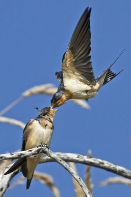 Barn Swallow feeding baby 3.jpg