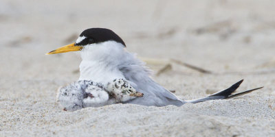 Least Tern with baby cuddling.jpg