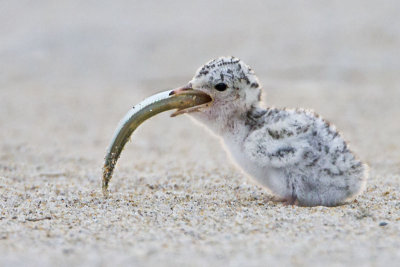 Least Tern baby swallowing fish.jpg