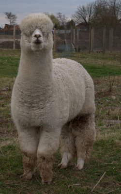 Alpaca Stud