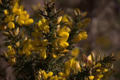 Gorse