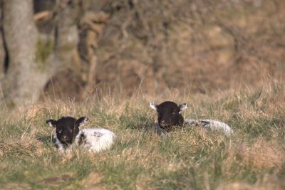 Lambs