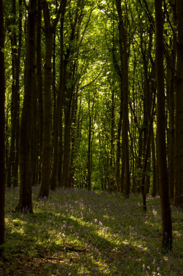 Bluebells